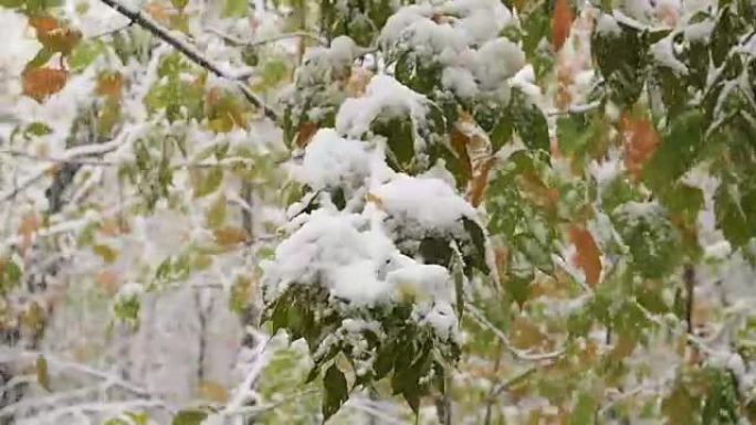 雪从公园积雪覆盖的树枝上缓慢落下