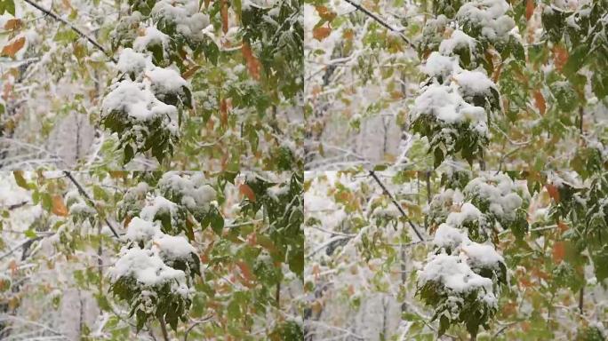 雪从公园积雪覆盖的树枝上缓慢落下