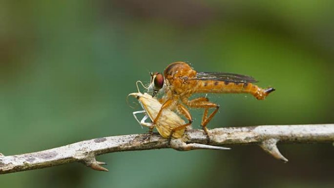 蜻蜓吃蚜虫。