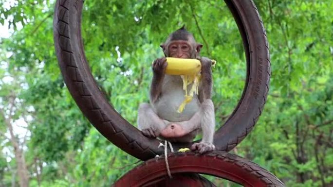 猴子坐在轮子里吃香蕉，泰国