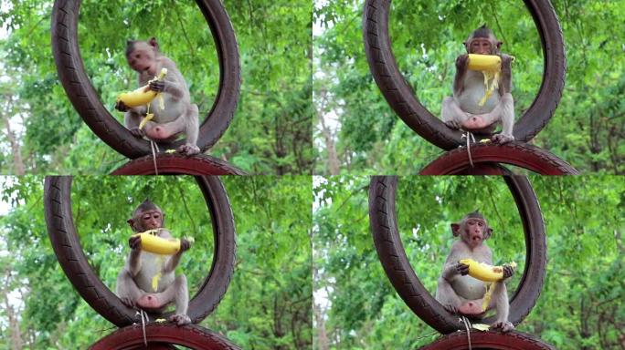 猴子坐在轮子里吃香蕉，泰国