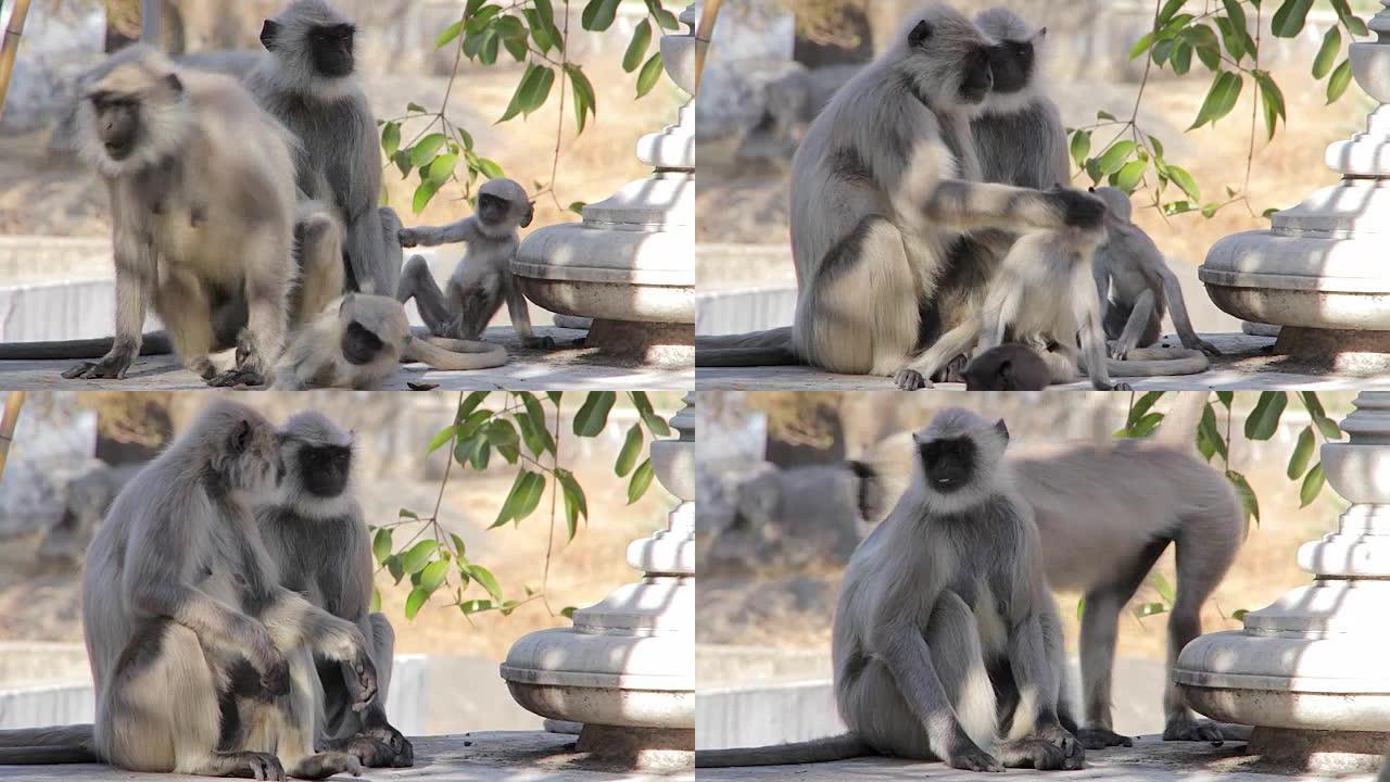 猴子印度城市的叶猴