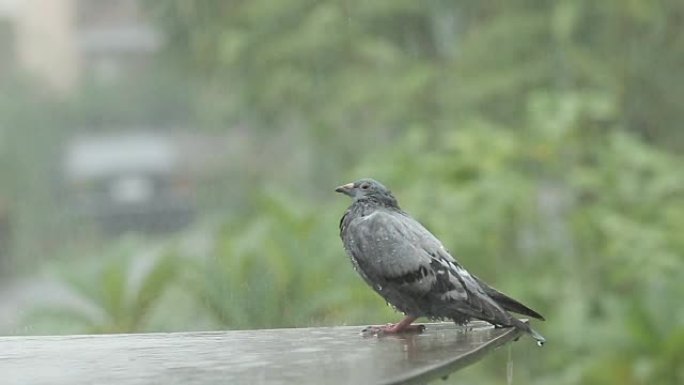 无家可归的鸽子站在大雨中