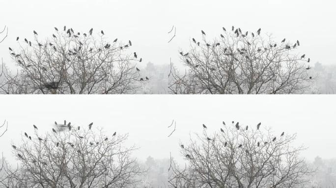 树枝上的黑乌鸦