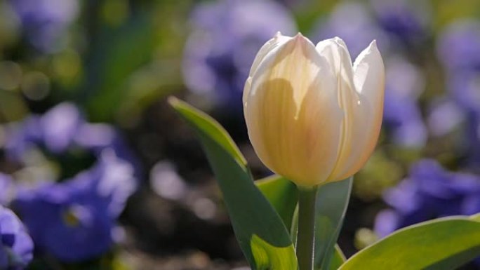 令人惊叹的春天自然。美丽的白色郁金香特写。