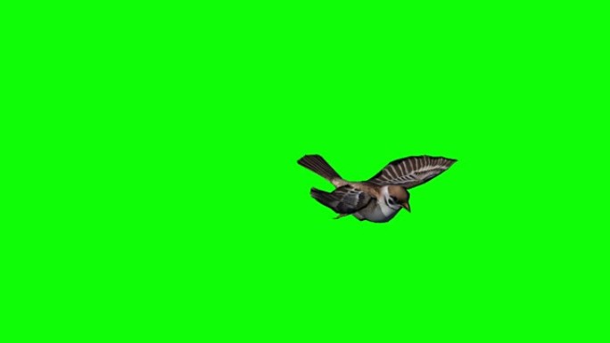 麻雀飞行和着陆-绿色屏幕