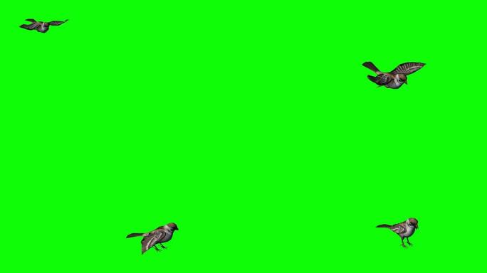 麻雀飞行和着陆-绿色屏幕