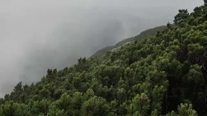 云杉在山顶上有圆锥体，背景是快速运行的云。平稳运动