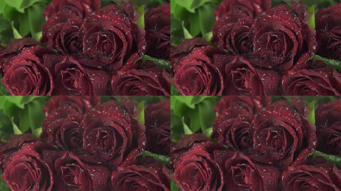 美丽的红玫瑰花束上的雨慢动作素材视频