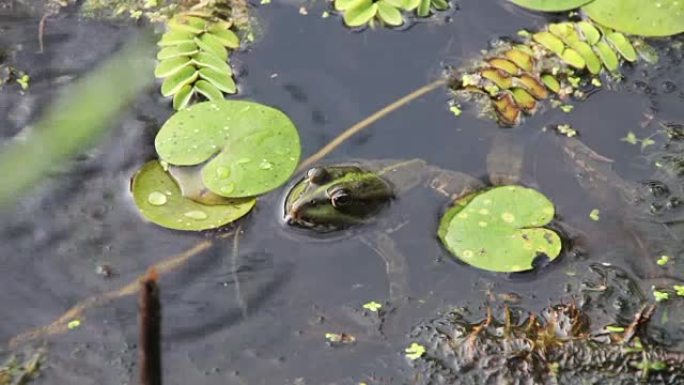 绿色青蛙坐在百合花附近的河里