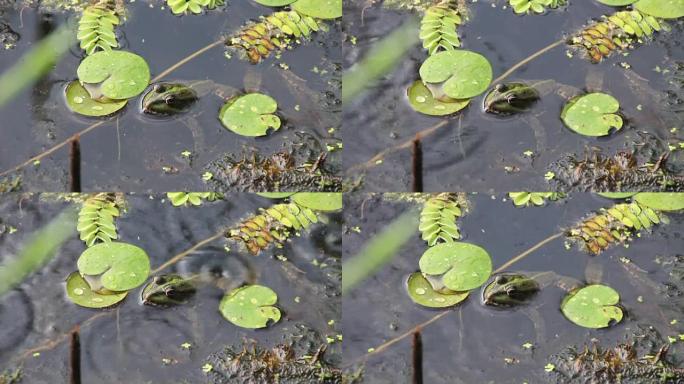 绿色青蛙坐在百合花附近的河里