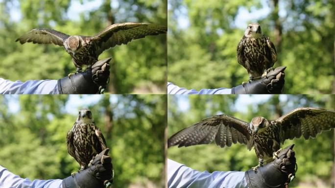 Saker Falcon坐在手套轮廓视图上，特写