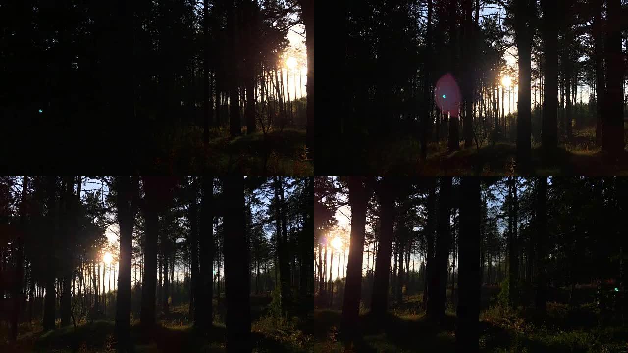 日落时的松树森林