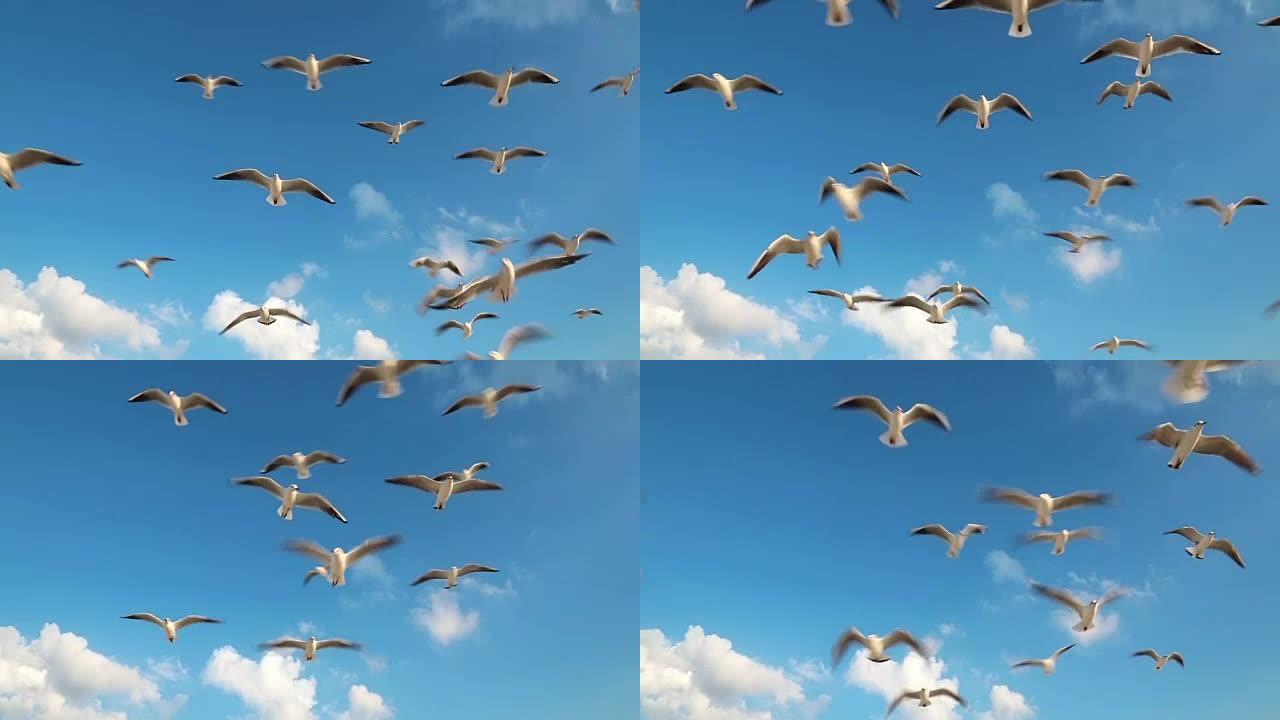 海鸥在云中飞翔