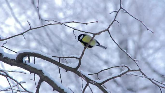 冬季森林中的鸟儿山雀