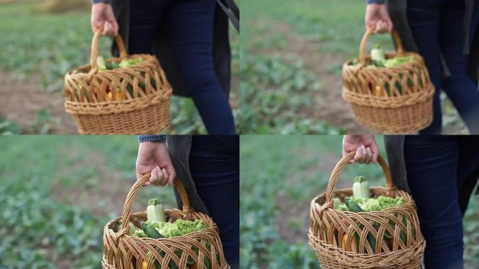 农民带着有机蔬菜的篮子走在田野里