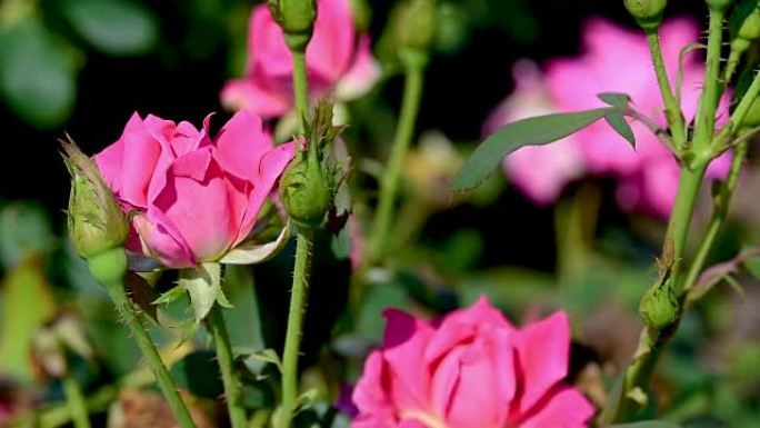 聚焦在花园里的一簇粉红玫瑰上