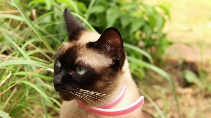 暹罗猫肖像户外-手持镜头