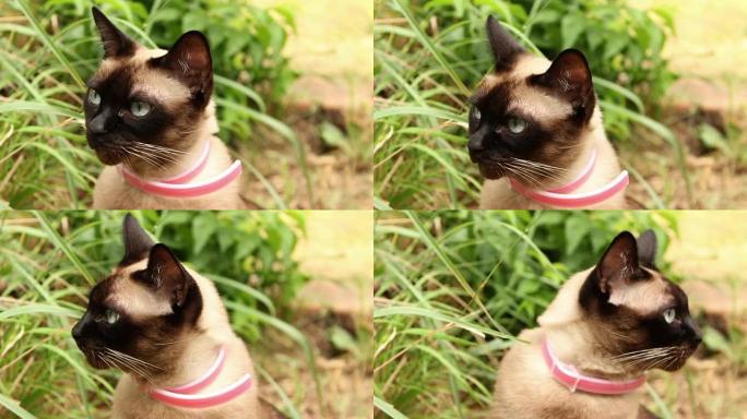 暹罗猫肖像户外-手持镜头