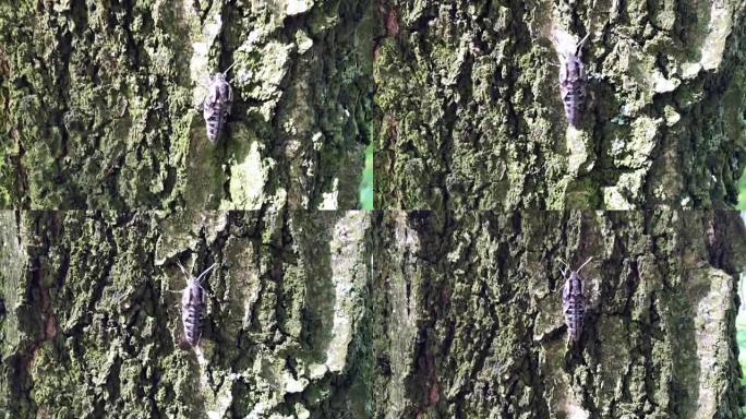 一只大型昆虫沿着树的树皮快速爬行。
