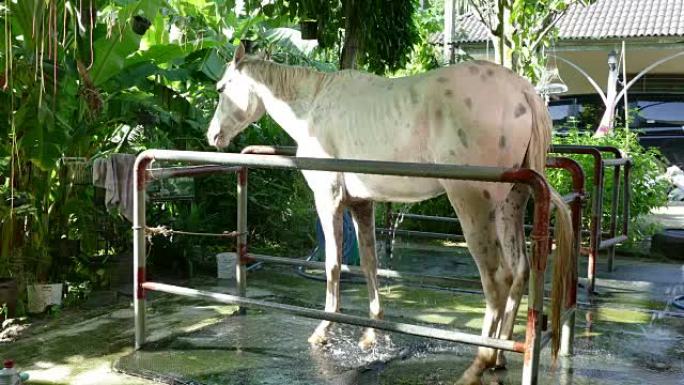 新郎给马洗澡。