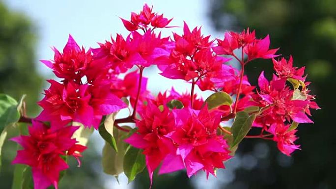 印度鲜艳的花朵