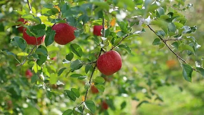 富士品种苹果的种植。