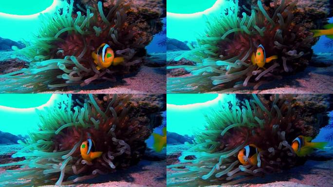 小丑鱼和海葵