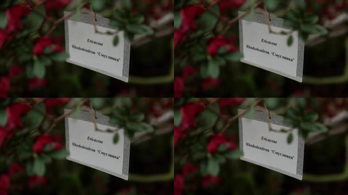 杜鹃花红花中带有植物名称的塑料标签