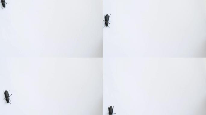 黑甲虫在视频的左边缘行走