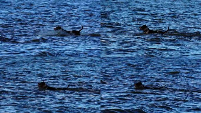 慢动作: 黑白的Amstaff狗冲入水中。这只狗正朝着它的目标快速前进。水的飞溅向不同的方向散射。