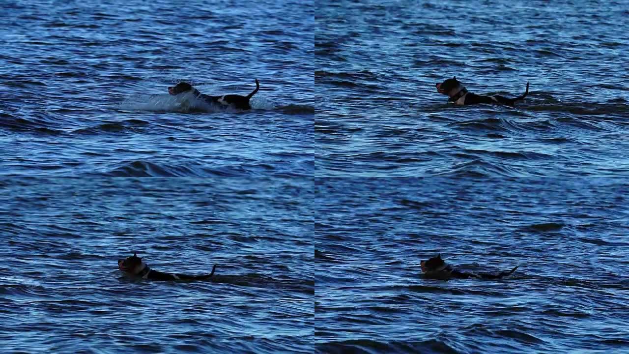 慢动作: 黑白的Amstaff狗冲入水中。这只狗正朝着它的目标快速前进。水的飞溅向不同的方向散射。