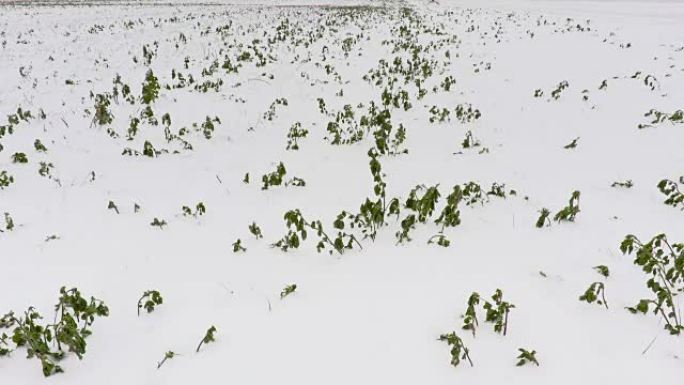 雪天下的绿色植物