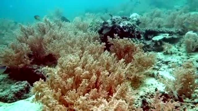 美丽多彩的硬和软珊瑚在海洋，印度尼西亚巴厘岛的水下。