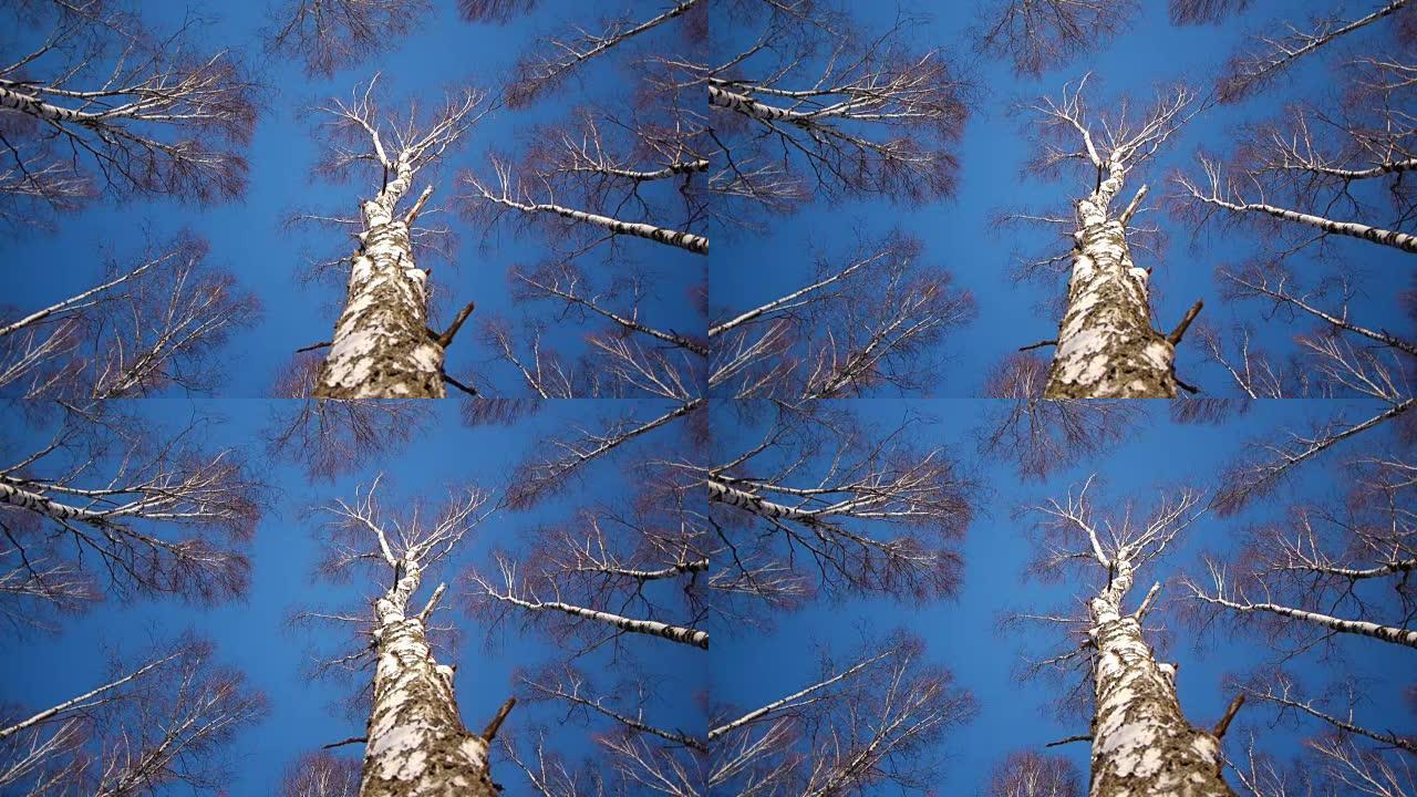 冬天的桦树树干