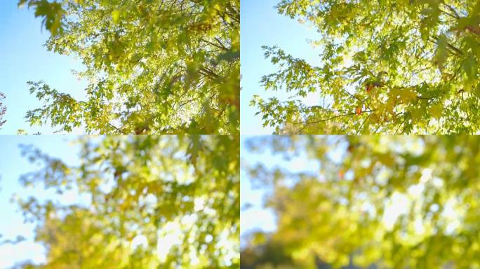 美丽的秋天场景-相机平移-焦点转换