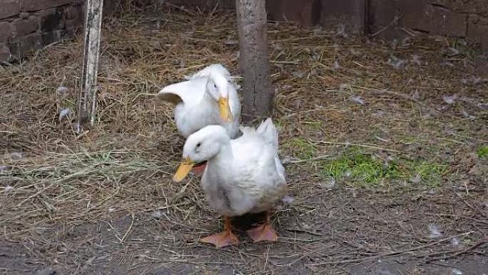 两只家养的白鸭在他的围场里