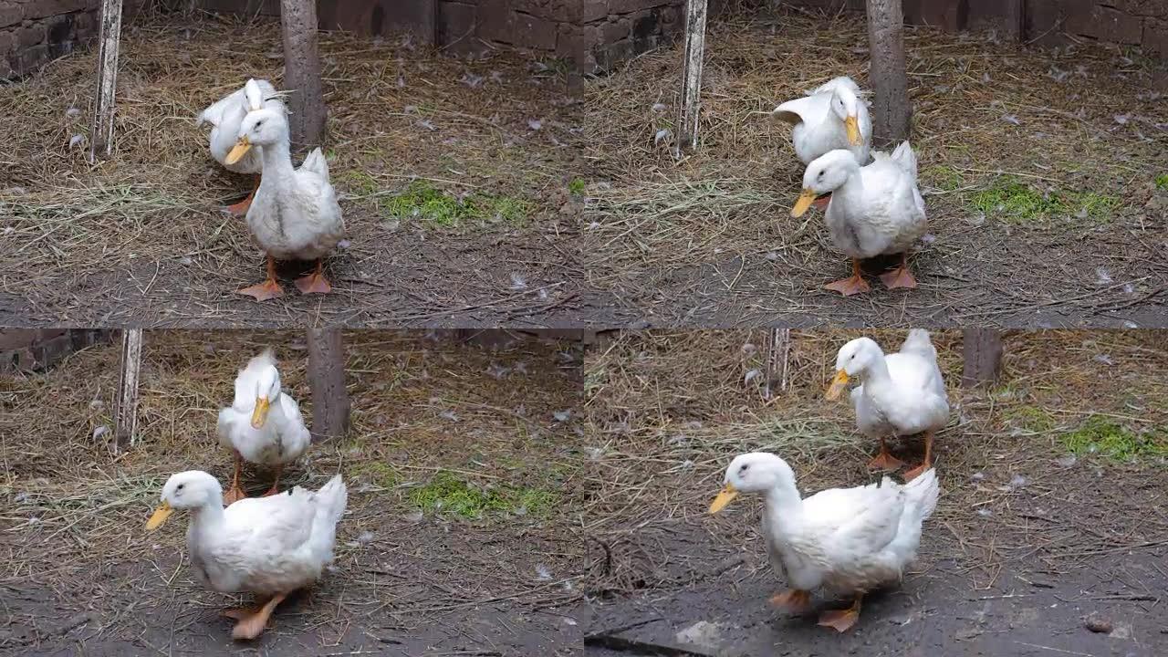 两只家养的白鸭在他的围场里