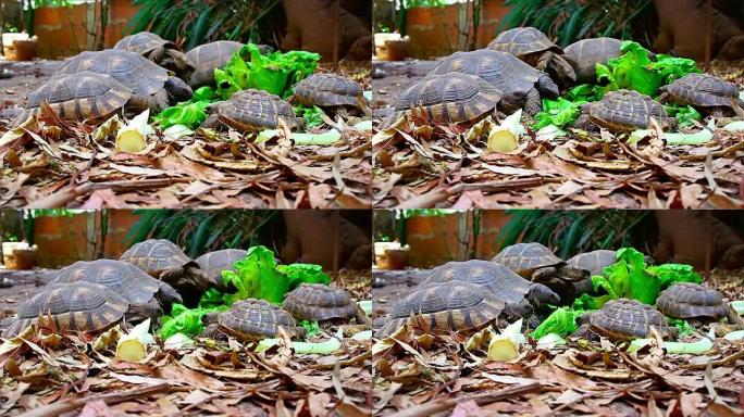 自然界中的陆生海龟
