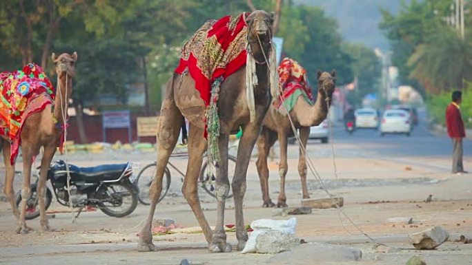 在斋浦尔的街道上骑骆驼