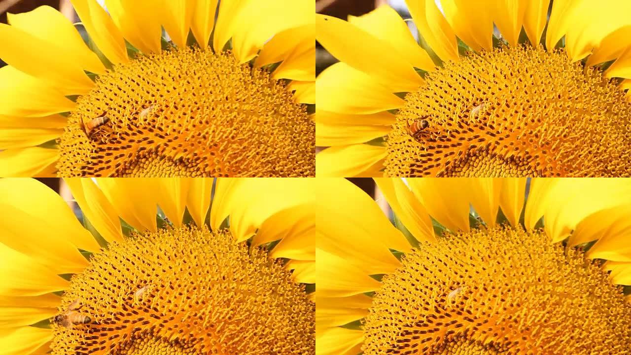 幸福中的向日葵和蜜蜂。