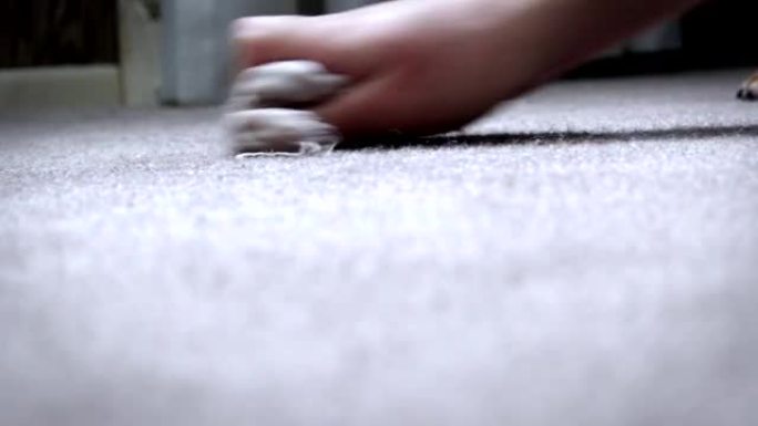 房主清理地毯地板上的狗尿