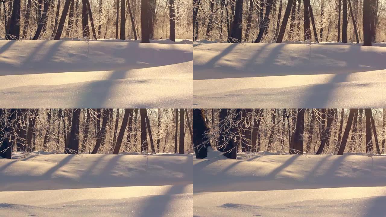 下雪的冬天。白雪上的阳光。冬天美丽的白雪覆盖的森林