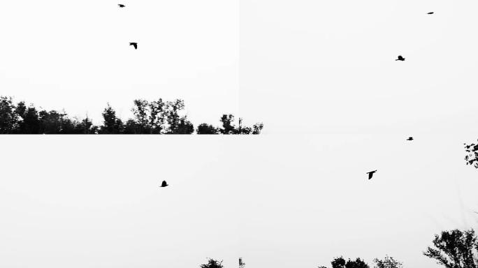 黑色乌鸦的飞行，黑白相间。