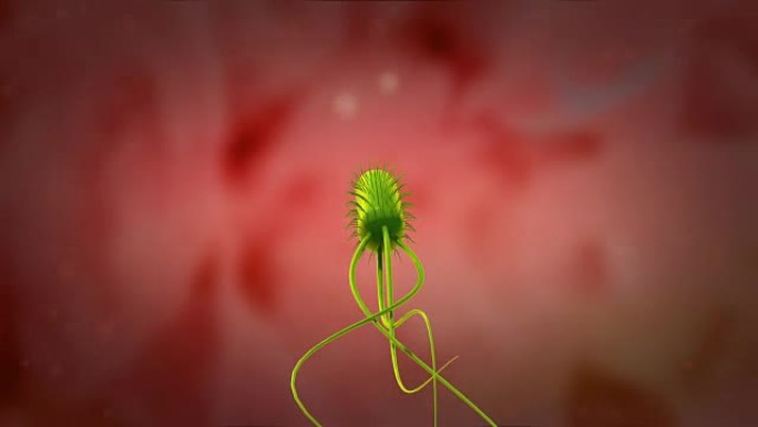 幽门螺杆菌耐酸性3D动画，4k超高清。
