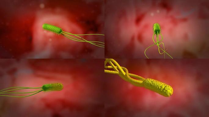 幽门螺杆菌耐酸性3D动画，4k超高清。