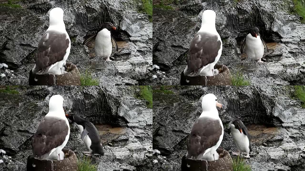 福克兰群岛: Rockhopper企鹅正在小瀑布下洗澡