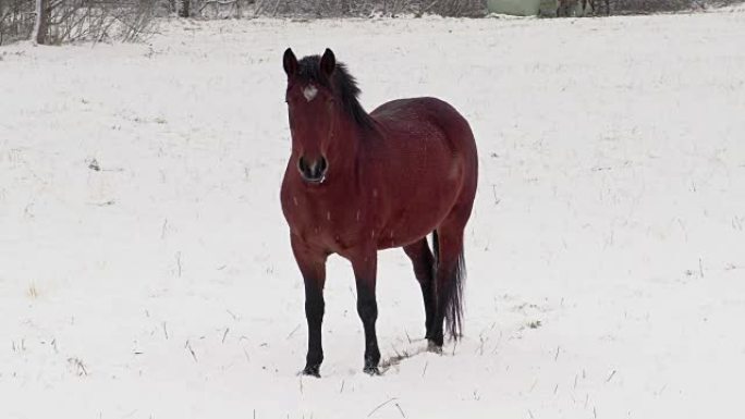 冬天在雪地上的马