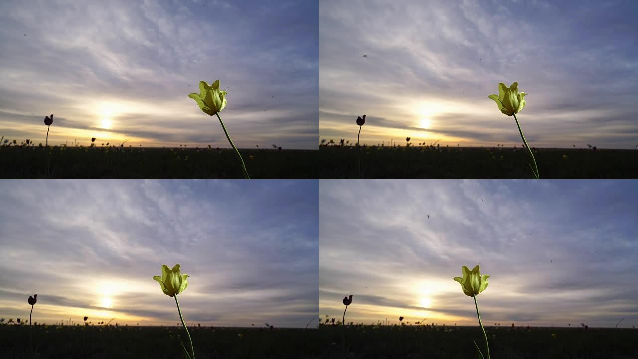 黄色郁金香。背景天空上阳光明媚的草地上的野生郁金香。日出。草原在春天复活。