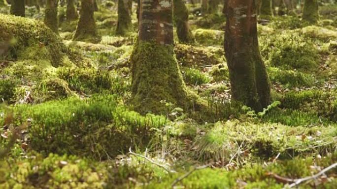 倾斜林地中生长的苔藓和树木